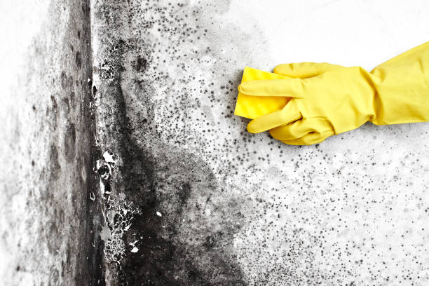 Best Crawl Space Mold Remediation in Detroit Lakes, MN