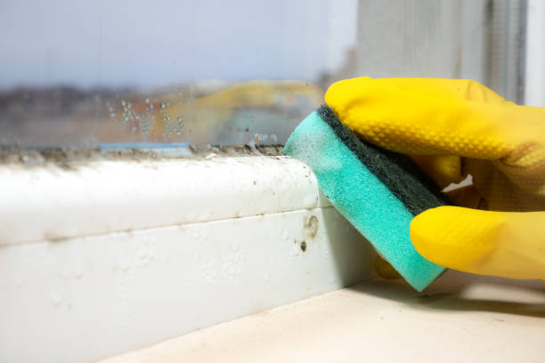 Best Bathroom Mold Remediation in Detroit Lakes, MN