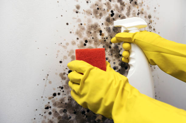 Best HVAC Mold Remediation in Detroit Lakes, MN