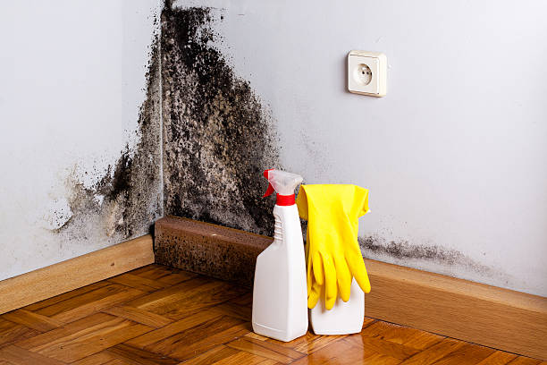 Best Localized Mold Remediation (e.g., coastal areas, humid climates) in Detroit Lakes, MN