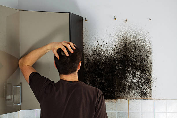 Best White Mold Remediation in Detroit Lakes, MN